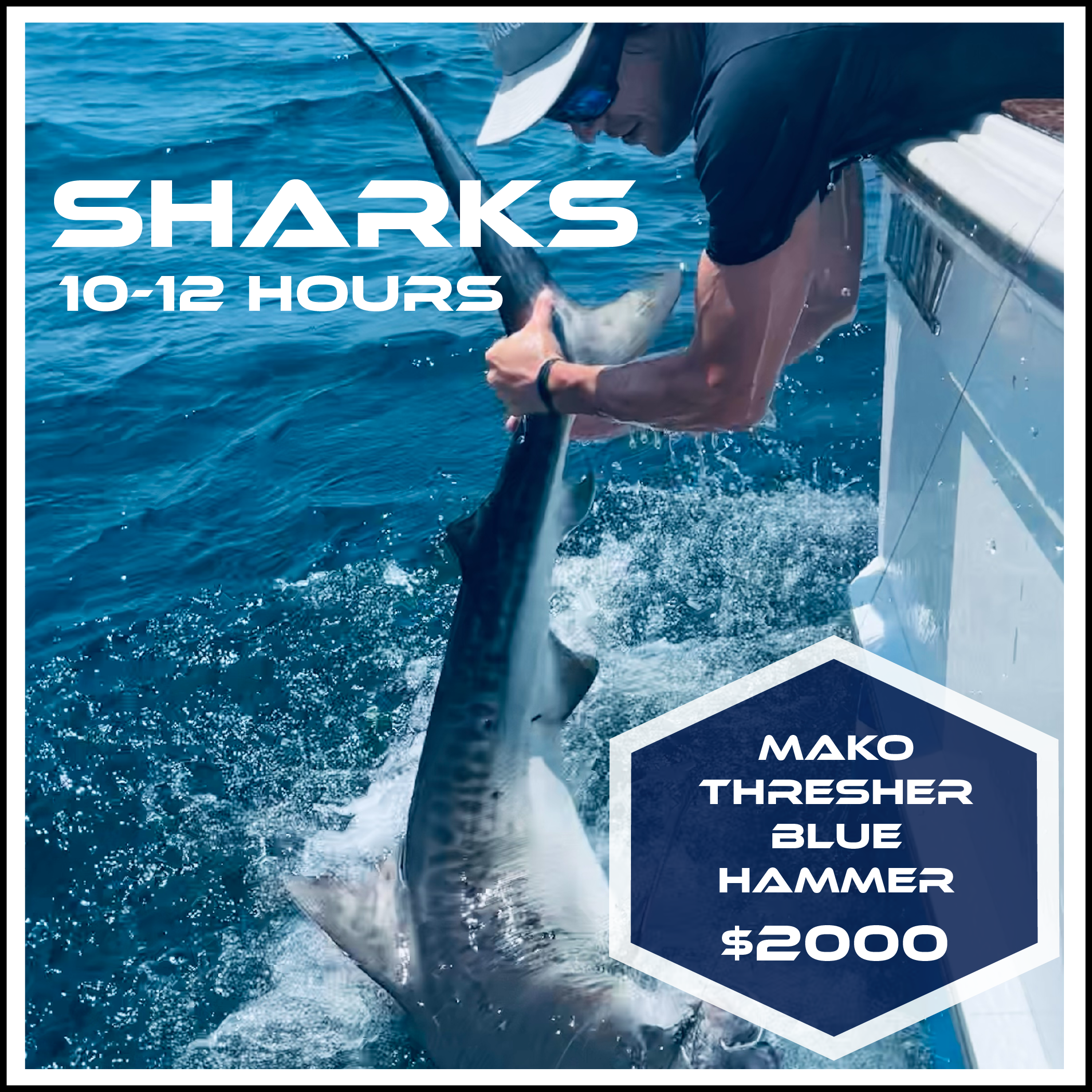 SHARK CHARTER